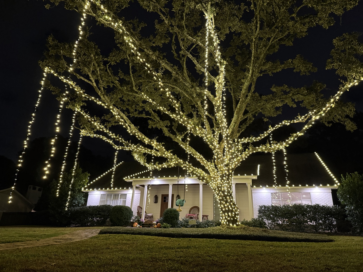 Large mature tree wrapped with warm white Christmas lights