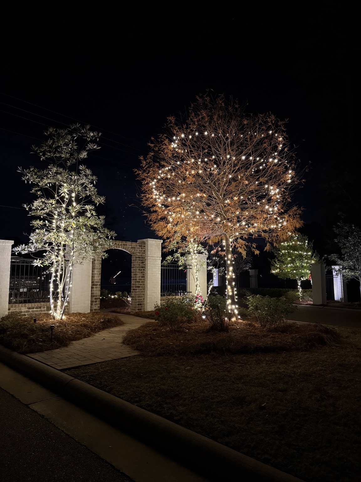 Warm white Christmas lights wrapped around trees